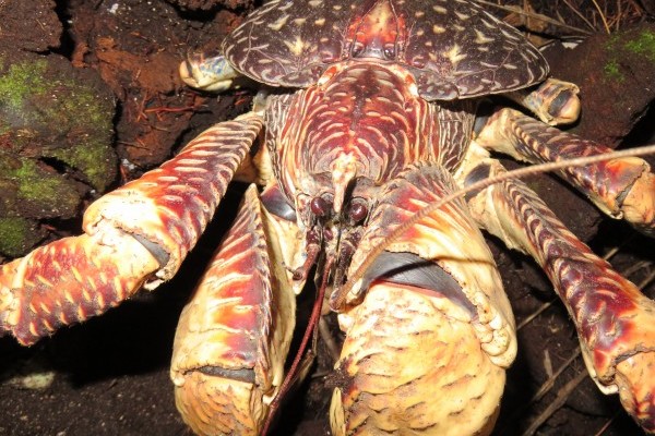 Coconut crabs: from behavior to conservation