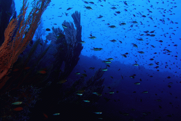 Febuary 2013 Expedition - “Some of the most beautiful underwater environments…”