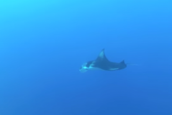 Manta ray in Chagos