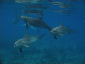 Febuary 2013 Expedition - Frequent encounters with dolphins, sharks and manta rays