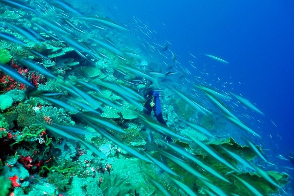 Event: The Chagos Marine Reserve - Building on Success