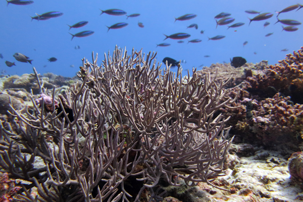 Chagos Coral Reefs are praised