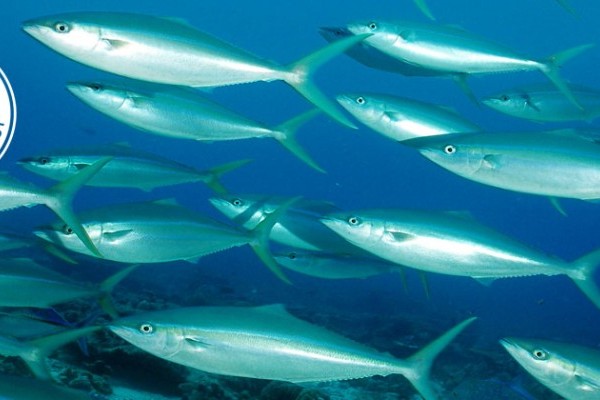 Chagos becomes a no fishing zone