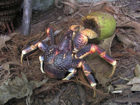 The land crabs of the Chagos Archipelago | Chagos Conservation Trust