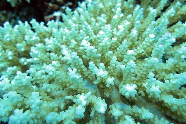 bleaching coral chagos