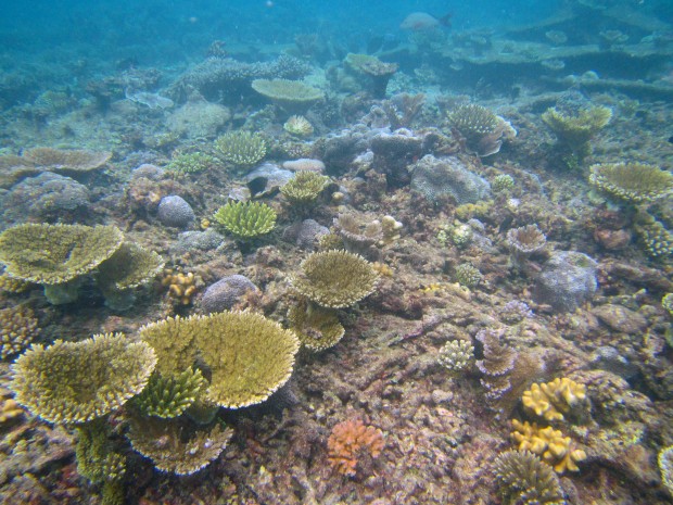Recent coral bleaching in the Chagos Archipelago | Chagos Conservation ...