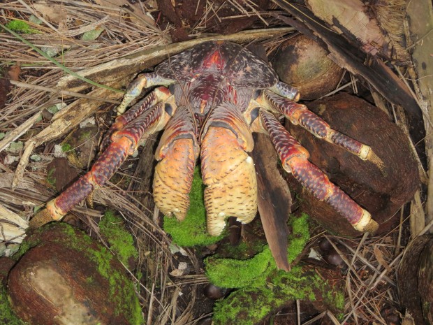 Coconut crabs: from behavior to conservation | Chagos Conservation Trust