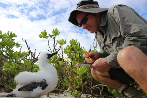A person analysing a bird chick at Chagos
