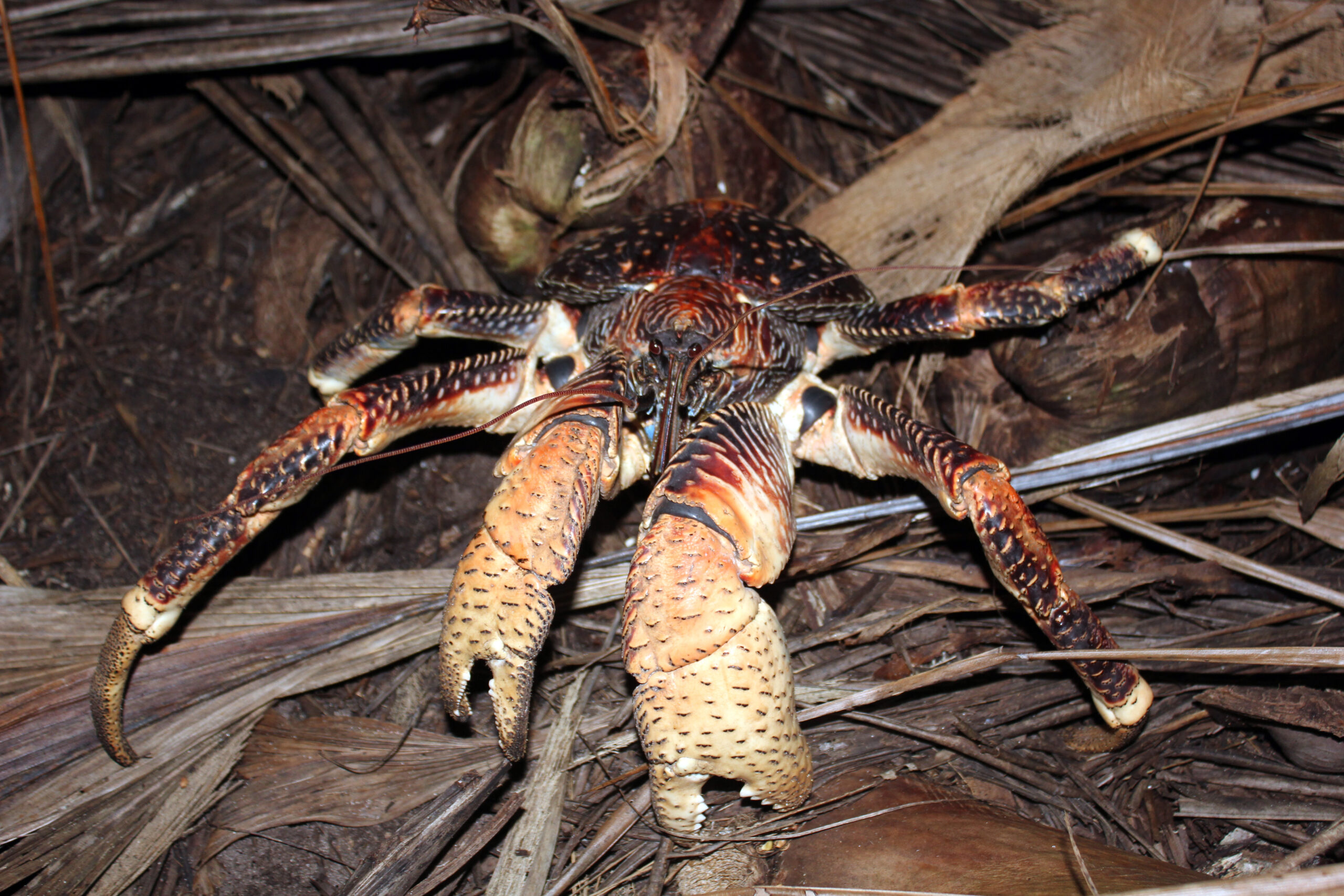coconut crab found at night in Chagos