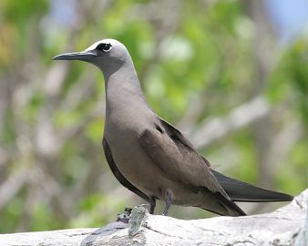 A Brown Noddy (Anous stolidus) bird in the Chagos Archipelago