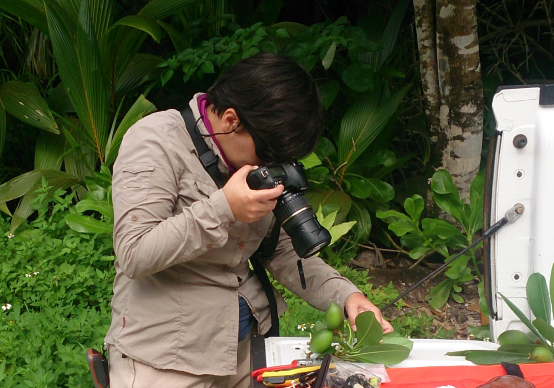Man taking a photograph of the tree fruits at Chagos
