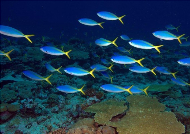 Coral reefs at chagos with a school of blue fish with yellow tails