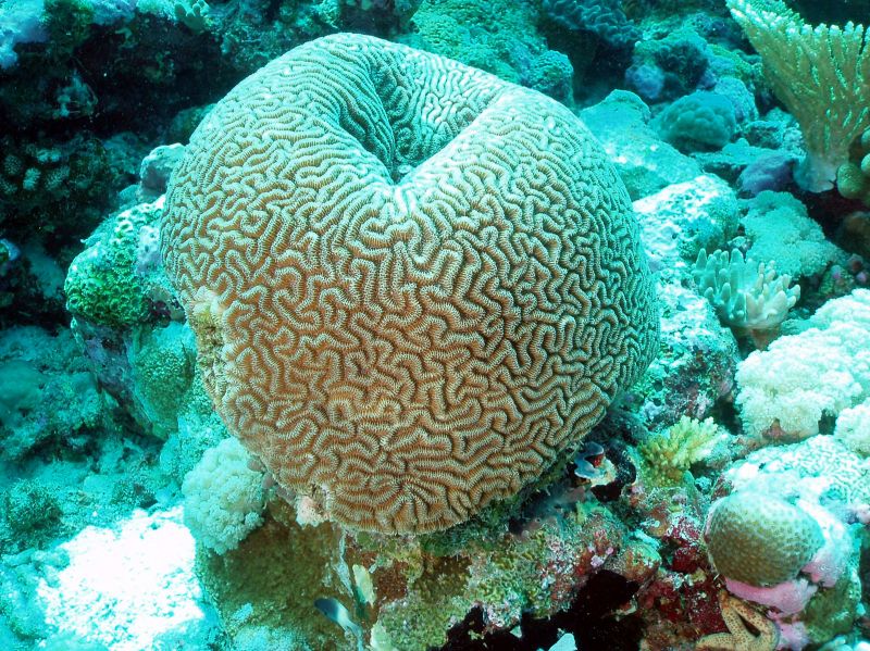 Chagos brain coral Ctenella chagius