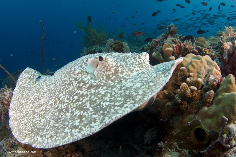 porcupine ray resting on coral