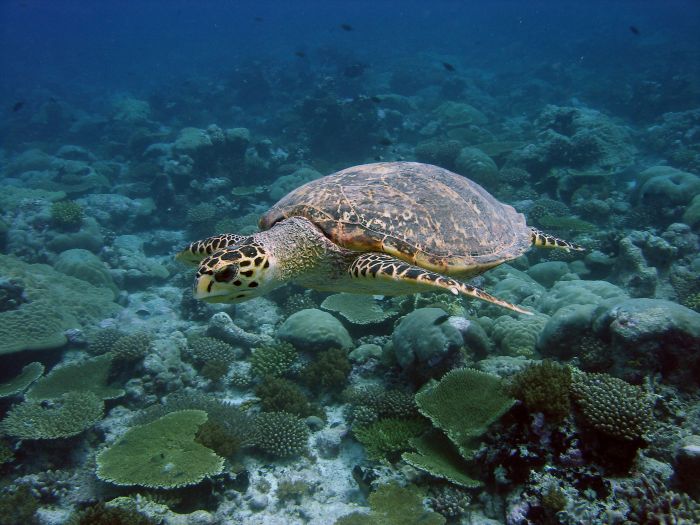 A hawksbill turtle swimming