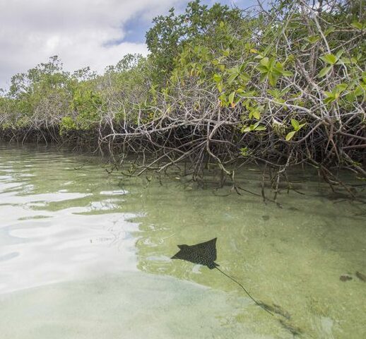 Eagle ray spotted in shallow waters