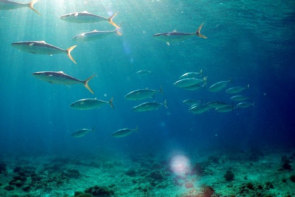 A school of yellow tail fish undersea