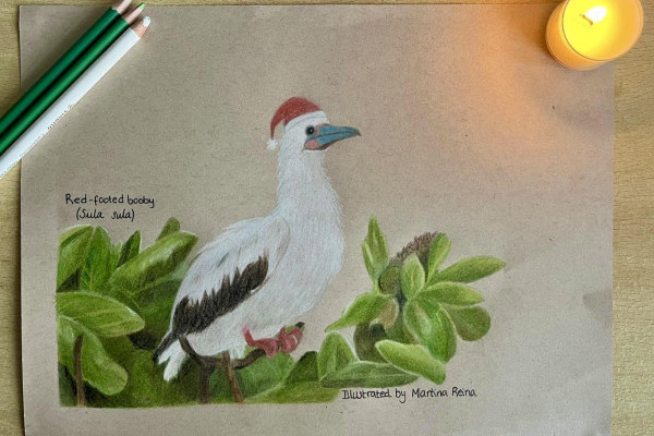 An illustration of Red-footed Booby wearing a Christmas hat done by Martina Reina
