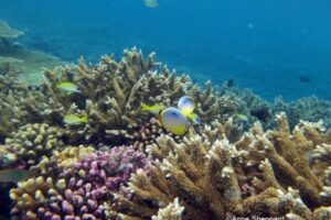 Upclose photograph of colorful corals with bright yellow and blue fishes around