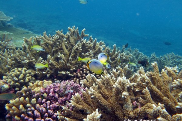 Upclose photograph of colorful corals with bright yellow and blue fishes around