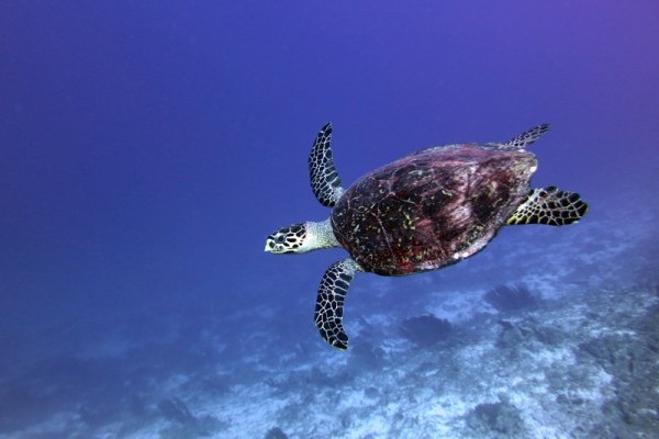 Hawksbill turtle in South Brother Island by Anne Sheppard