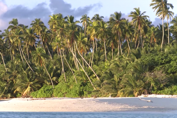 A landscape showcasing a cluster of palm trees from a boat view