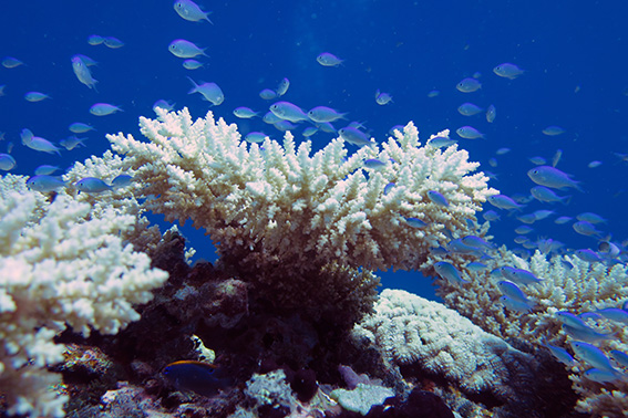 Coral bleaching in 2016 by Dan Bayley