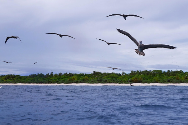 A group of birds flying over the sea at Chagos