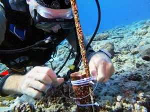 Prof Charles Sheppard changing temperature data logger thumbnail