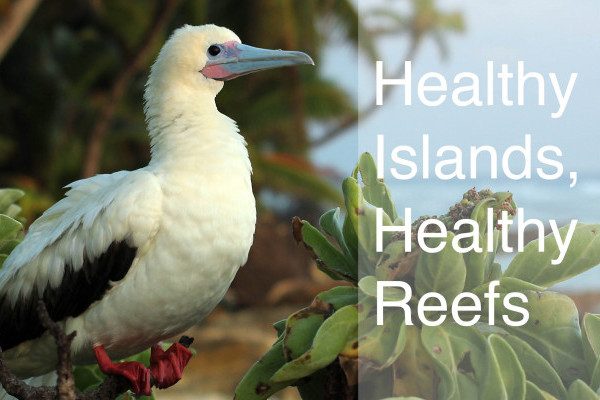 A Red-footed Booby (Sula sula)