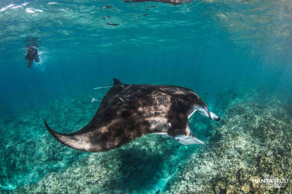A Manta Ray gracefully swims through clear blue water, captured for the Manta Trust by Simon Hilbourne