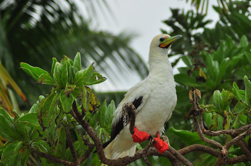 Red-footed Booby resting on a branch, showcasing its vibrant red feet