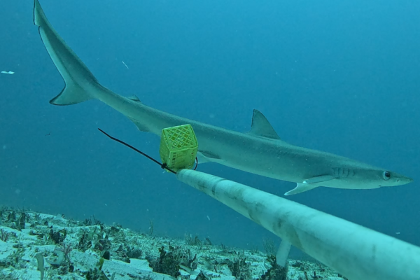 Monitoring underwater camera shot of a Sliteye shark in Chagos