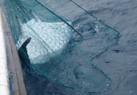 Manta ray caught in fishing net
