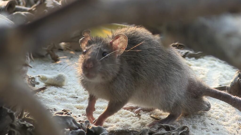A rat in the Chagos island looking at the camera